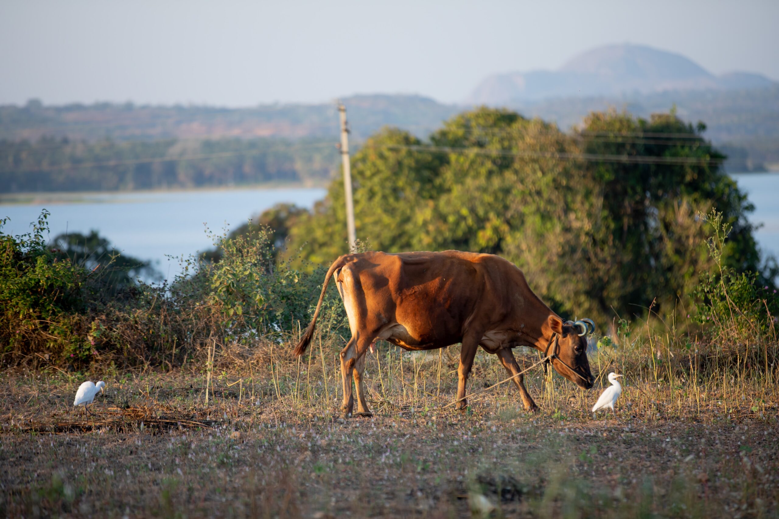 milk bar business plan in kenya